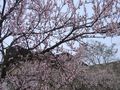 ����ӣ�� (12)