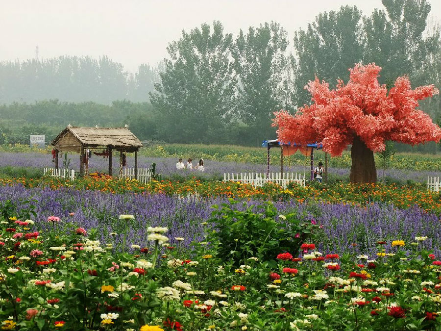 东方普罗旺斯薰衣草庄园