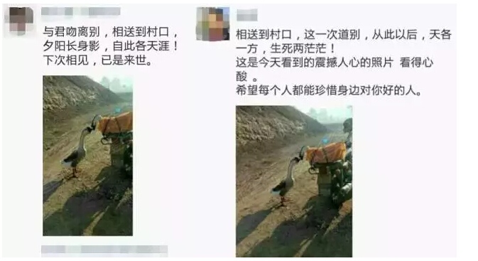 数万网民牵挂的两只 亲嘴鹅 ,结局终于出来了