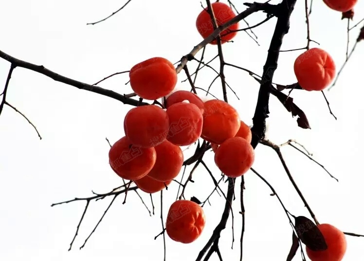 a_385878041.jpg