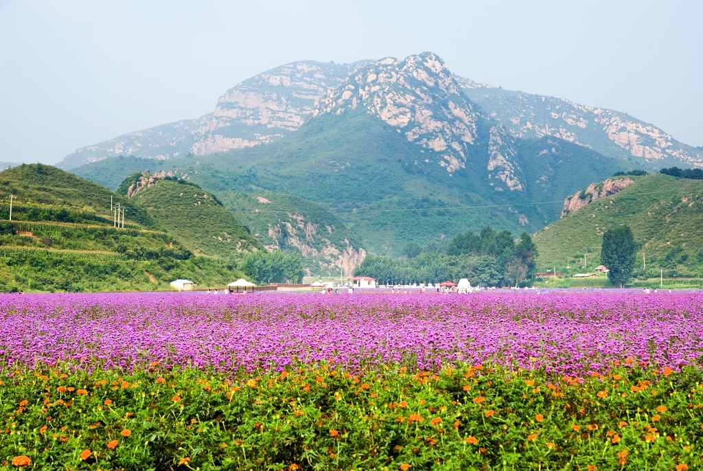 图:人间花海