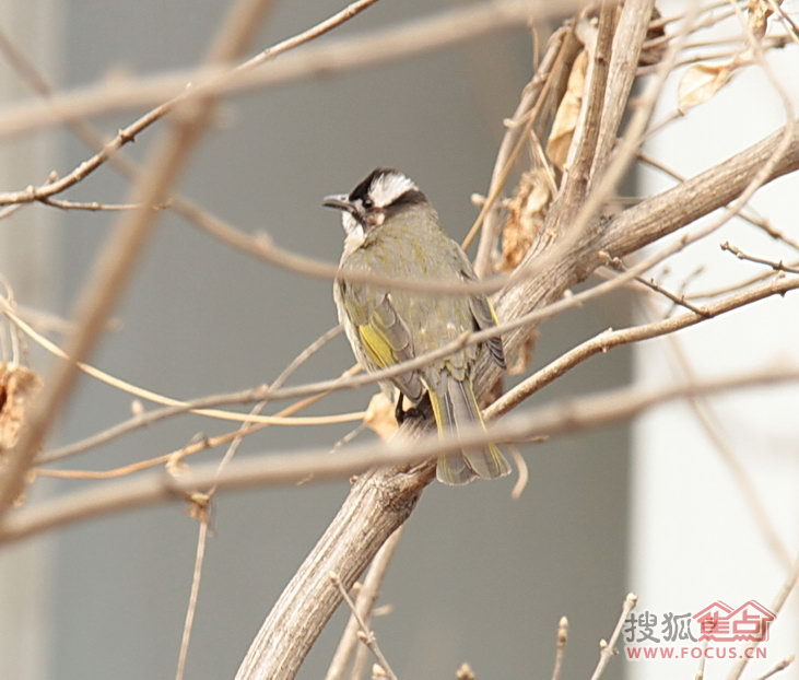 白头鹎,在长江以南常见鸟,居然跑到北京过冬?不可思议.