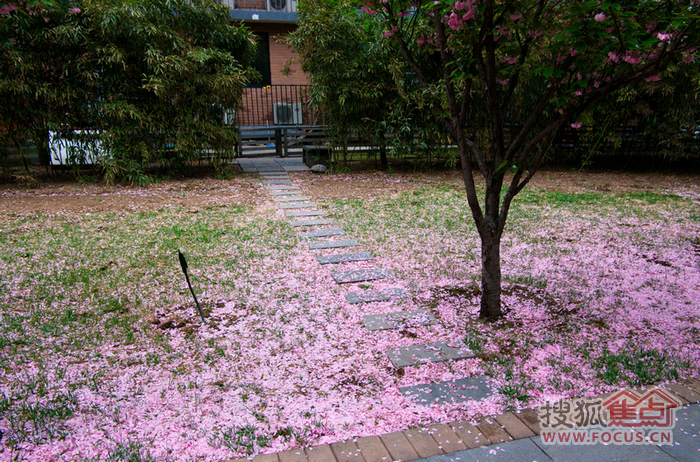 夜来风雨声,花落知多少