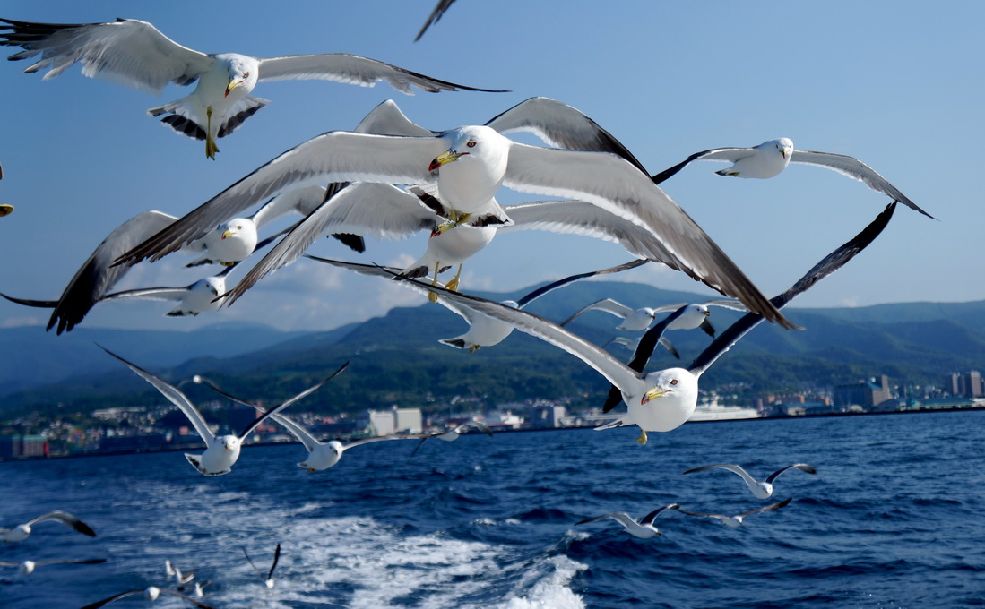 图:游走北海道1:小樽的海鸟