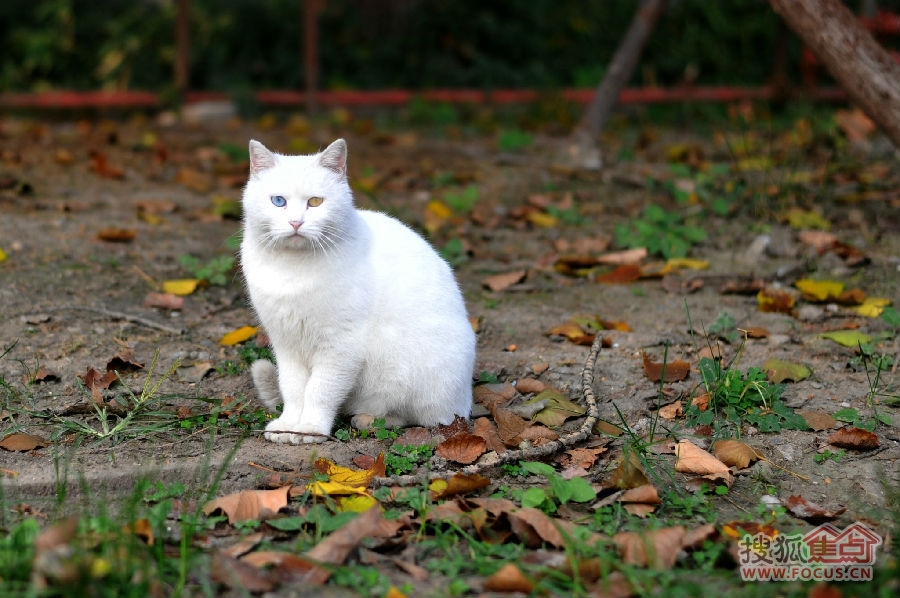 黑猫加白猫好吗 a_71140937.jpg