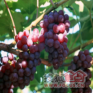哪些蔬菜含维生素k最少 b_73781788.jpg