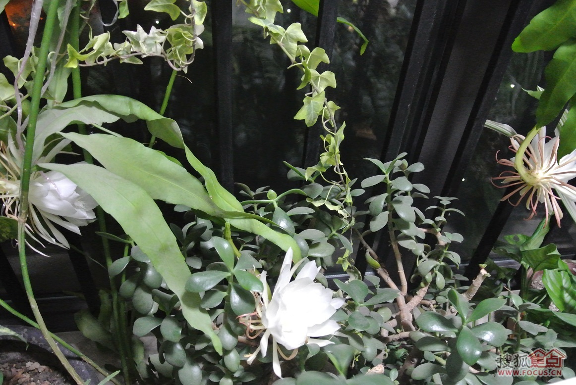 昙花一现猜成语_昙花一现动态图片(2)