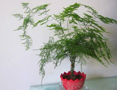 客厅宜选用的品种有富贵竹,鸿运当头,蓬莱松,七叶莲,发财树