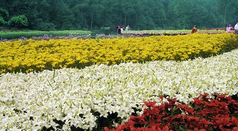 保利·石象湖百合花节 九月七日 华丽绽放