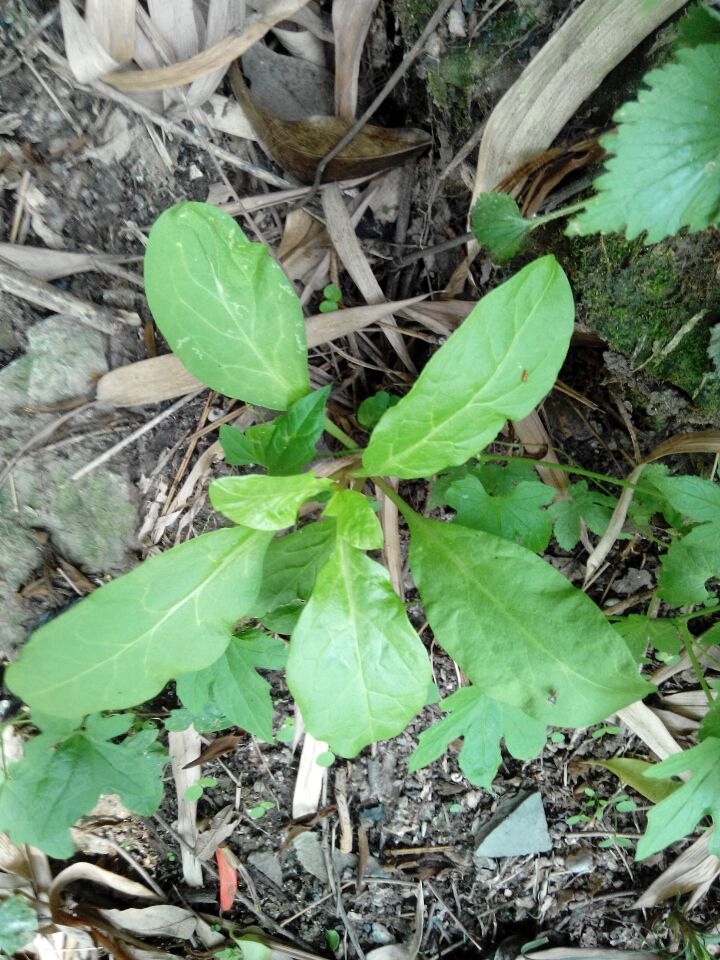 红参野菜