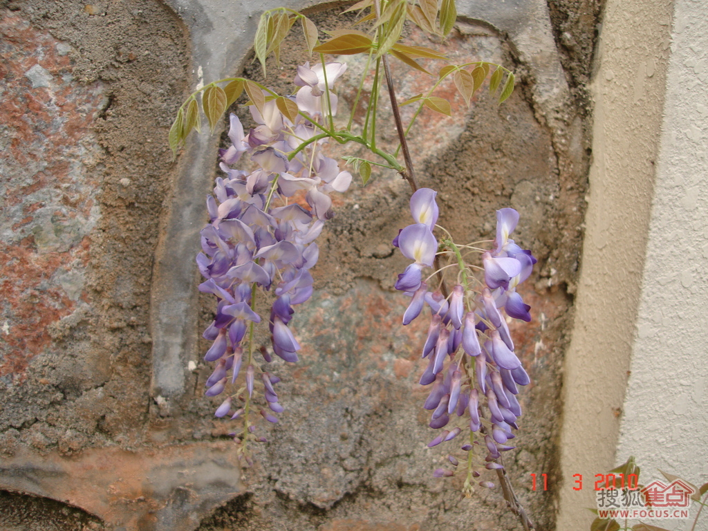 牵牛花藤蔓简笔画_... 常盖的 ...