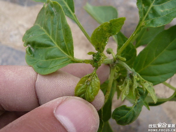 图:【种植日记】5.辣椒保卫战-防治蚜虫