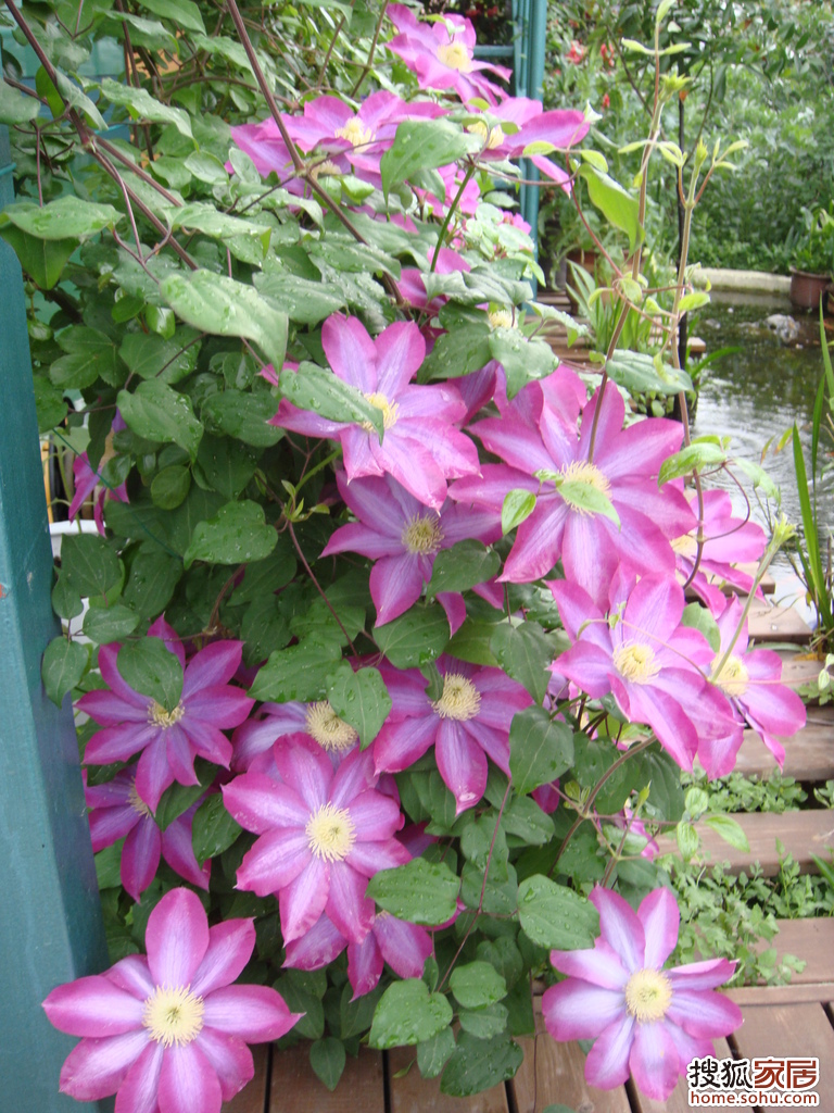 如何种植蔬菜花草图片 b_62142510.jpg