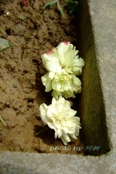 a_66809625.jpg