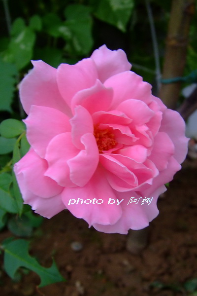 b_66809630.jpg