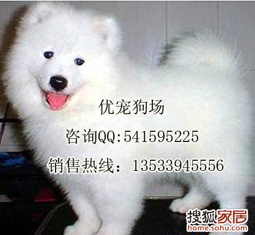 a_67867803.jpg