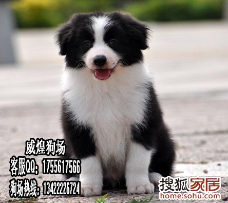 什么叫双血统边牧 a_78203601.jpg