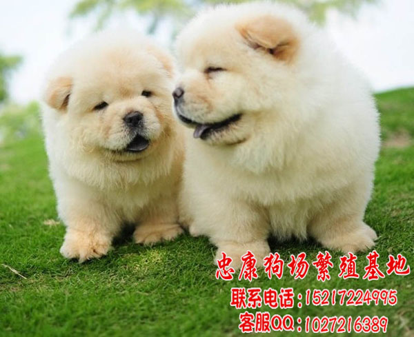 哪里买松狮犬最好 b_78961962.jpg