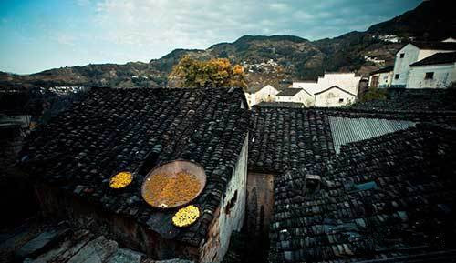 如要来黄村赏游,只能在晚上回去歙县县城里住宿,或者识得一