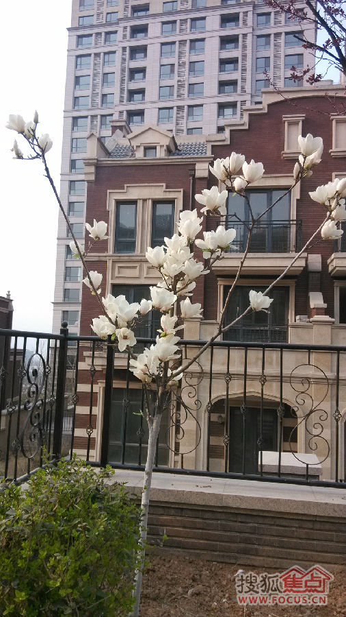 春暖花开,奥龙绽放-中海奥龙观邸-济南搜狐焦点业主