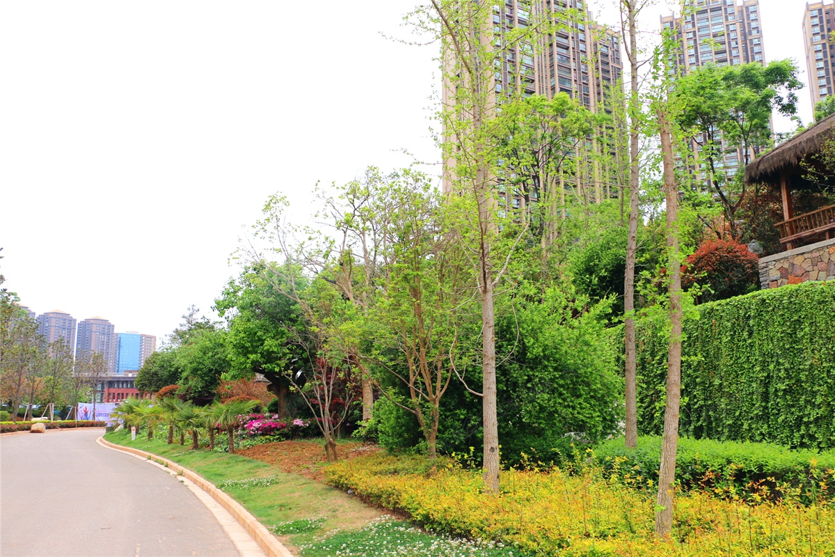 七彩云南第壹城实景图—祥璟苑小区道路