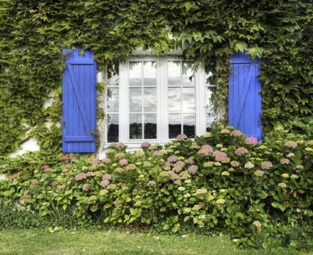 可以爬窗户的花 b_217430378.jpg