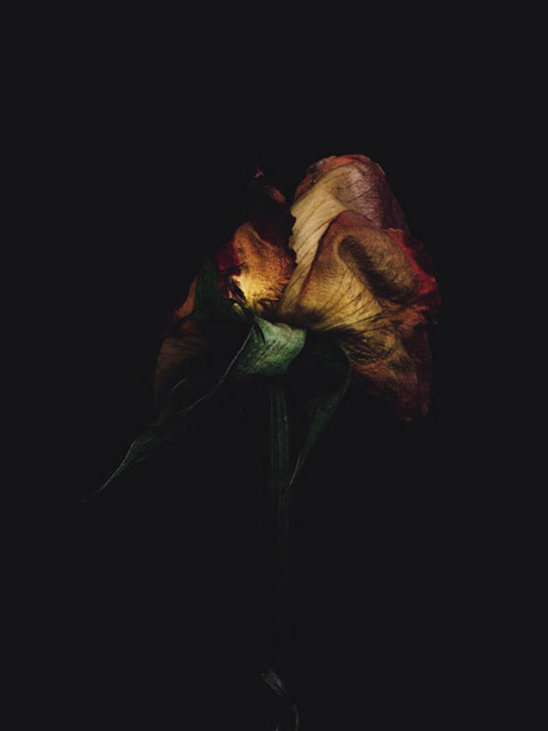 图:玫瑰也有凋零的时候-好摄之徒-兰州搜狐焦点业主