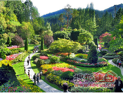 细数晶城秀府园林里采用的———维多利亚园林常用植物物种