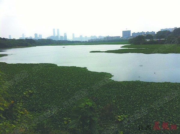 南昌黄家湖水葫芦疯长似草原