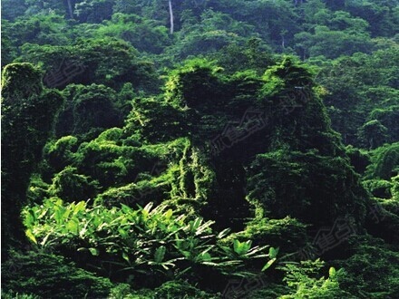 感受绿色神奇的力量 见证热带雨林的独特魅力