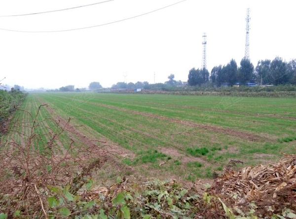 石家庄南豆3宗百亩地首度挂牌，[2015]061号地现状