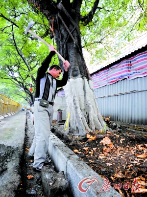 滨江路 为建豪华花基砍断榕树根须