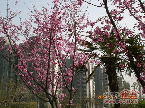 广厦61水岸东方《2011春天里》赏樱花基地