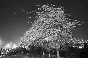 晚上,明月当空,柳树在大风中飞舞 快报记者 路军 摄
