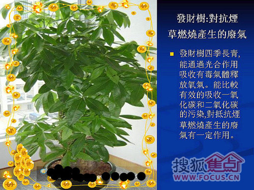 家中必备绿色植物大搜罗 健康时尚又环保