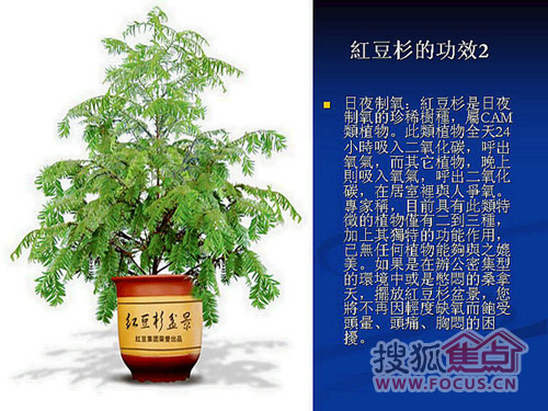 家中必备绿色植物大搜罗 健康时尚又环保