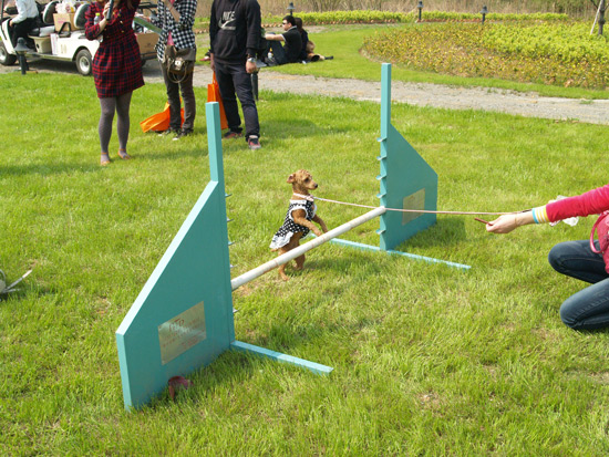 百余只狗狗参加卧龙湖小镇春季宠物运动会