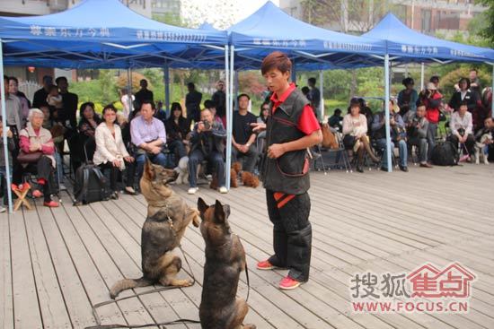 精彩绝伦的训狗表演