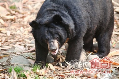 把爱带给月熊 把家安在华润