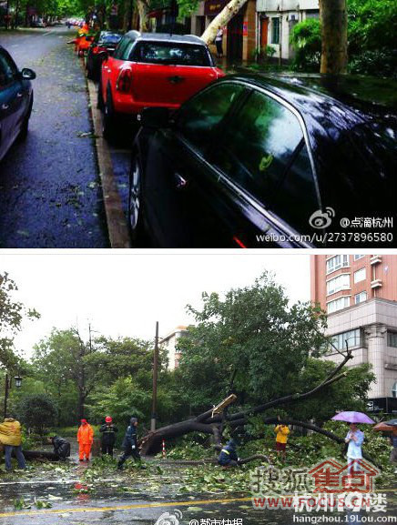 杭州被海葵击倒的大树