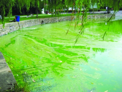 一位杨姓负责人介绍,"绿藻"爆发主要原因是水体受到污染,高度富