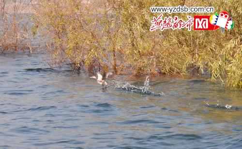 野鸭子在水面练习“凌波微步”