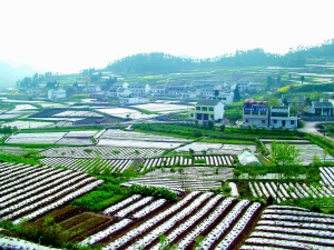 在西充县义兴镇书房山村,一幢幢拔地而起的小洋楼彰显如今农民生活的