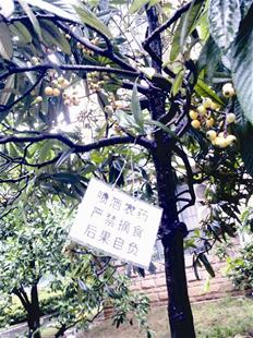 洪山名都花园小区中,为防止乱摘果树果实,物业挂上了有农药的警示牌