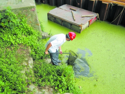 东湖工地除浮萍护生态