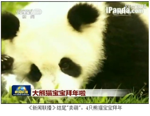 新闻联播 结尾 卖萌 4只熊猫宝宝拜年高清图片