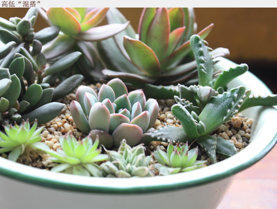 多肉种植盘 b_81386820.jpg