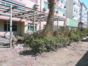 保定小区绿化带破坏严重 别墅窗户底下成公厕