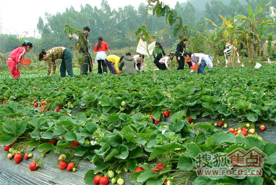 眼下的3月,是采摘草莓的最佳时节,恒大帝景 (论坛)携手搜狐焦点合肥