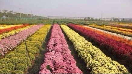 你见过"菊花海"吗